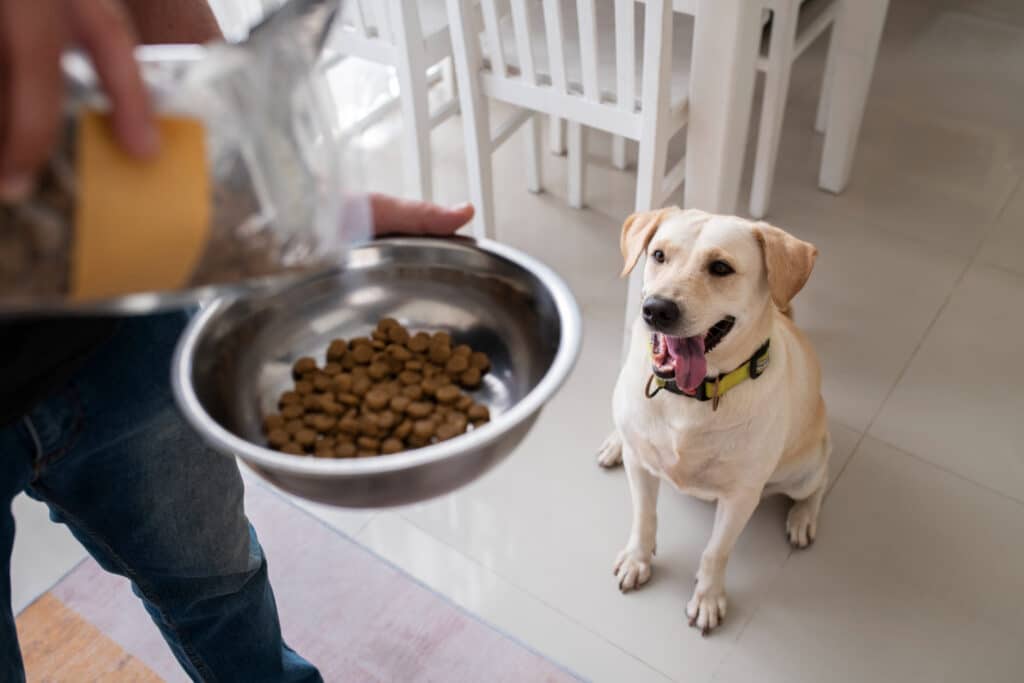 Les bienfaits de l’alimentation pour chiens