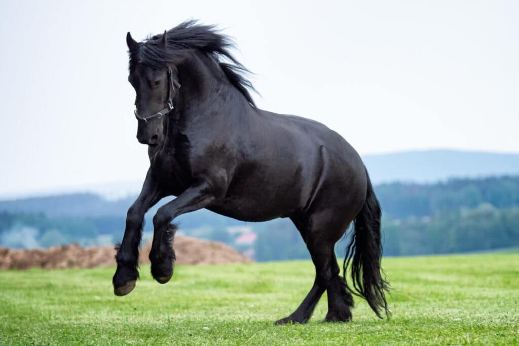 Comprendre le comportement du cheval qui se cabre : enjeux et solutions éthologiques