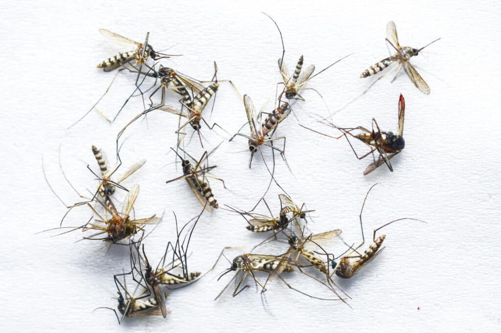 Moucheron qui pique : démêlons le vrai du faux sur ces insectes incommodants